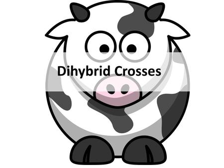 Dihybrid Crosses. Dihybrid Cross: a cross that shows the possible offspring for two traits Fur Color: B: Black b: White Coat Texture: R: Rough r: Smooth.