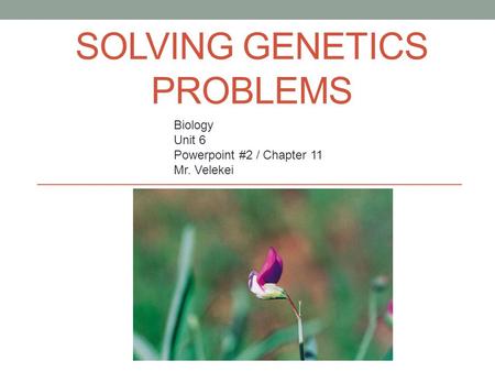 SOLVING GENETICS PROBLEMS Biology Unit 6 Powerpoint #2 / Chapter 11 Mr. Velekei.