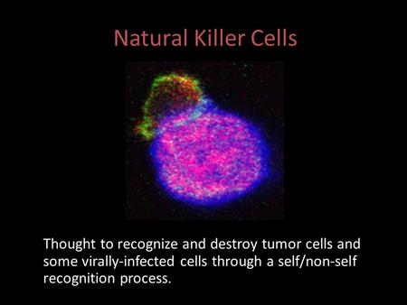 Natural Killer Cells Thought to recognize and destroy tumor cells and some virally-infected cells through a self/non-self recognition process.