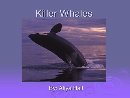 Killer Whales By: Aliya Hall. Outline  What it is  Names  Where it lives  Diet  Types  Behavior  Life Cycle  Myths  Physical Appearance  Keiko.