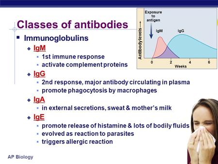 AP Biology  Immunoglobulins  IgM  1st immune response  activate complement proteins  IgG  2nd response, major antibody circulating in plasma  promote.