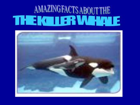 Contents Features Hunting Swimming Food Where Orcas Live The Orca Family How the killer whale survives Babies.
