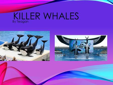 KILLER WHALES By Teagan. CONTENTS 1.What family of sea mammals do killer whales come from 2.Where do they live 3.How can they live in the cold water 4.Migrations.