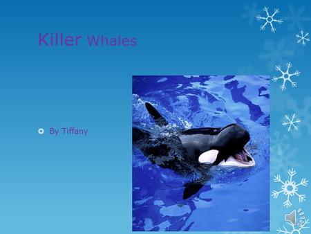Killer Whales  By Tiffany Habitat  They usually live where the water is cold but they can live anywhere from the polar regions to the equator.  Most.
