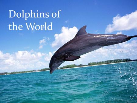 Dolphins of the World.
