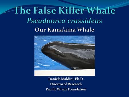 Daniela Maldini, Ph.D. Director of Research Pacific Whale Foundation.