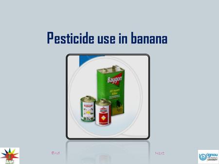 Pesticide use in banana End Next. Banana are susceptible to damage to damage by insects, the leaves are attacked by fugal diseases and roots are damaged.