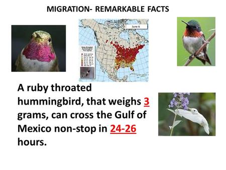 MIGRATION- REMARKABLE FACTS A ruby throated hummingbird, that weighs 3 grams, can cross the Gulf of Mexico non-stop in 24-26 hours.