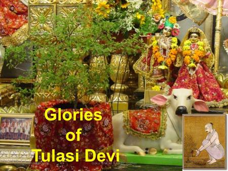 www.gokulbhajan.comGokul Bhajan & Vedic Studies1 Glories of Tulasi Devi.