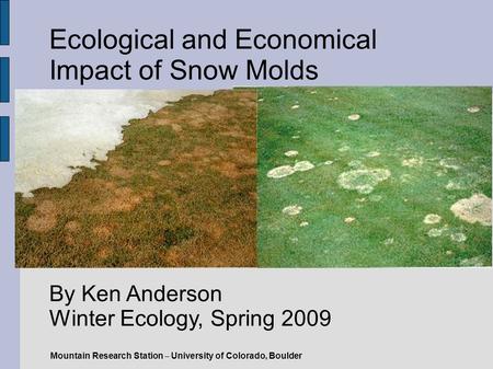 Ecological and Economical Impact of Snow Molds By Ken Anderson Winter Ecology, Spring 2009 Mountain Research Station – University of Colorado, Boulder.