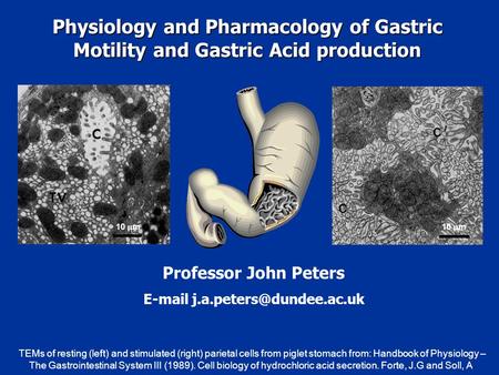 Physiology and Pharmacology of Gastric Motility and Gastric Acid production Professor John Peters  TEMs of resting (left)