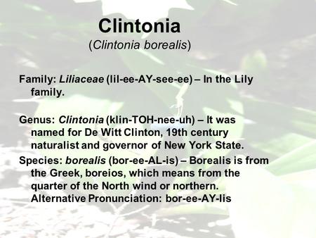 Clintonia (Clintonia borealis) Family: Liliaceae (lil-ee-AY-see-ee) – In the Lily family. Genus: Clintonia (klin-TOH-nee-uh) – It was named for De Witt.