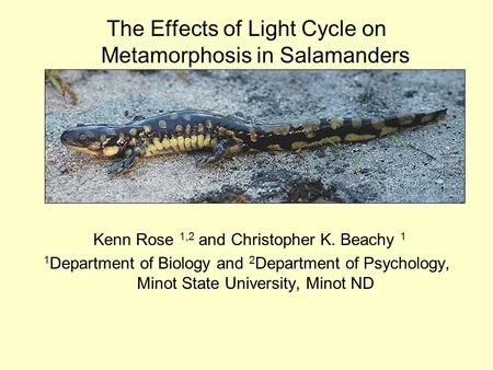 The Effects of Light Cycle on Metamorphosis in Salamanders Kenn Rose 1,2 and Christopher K. Beachy 1 1 Department of Biology and 2 Department of Psychology,