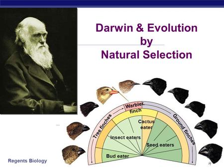Regents Biology 2006-2007 Insect eaters Bud eater Seed eaters Cactus eater Warbler finch Tree finches Ground finches Darwin & Evolution by Natural Selection.