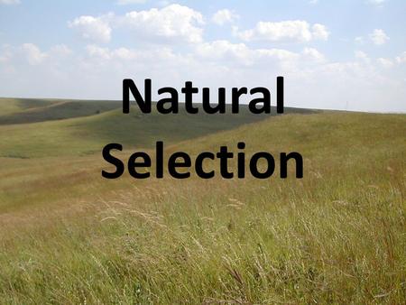 Natural Selection. Charles Darwin Was a “naturalist” Studies organisms and noted differences (diversity) in their appearance around the world. Spent.