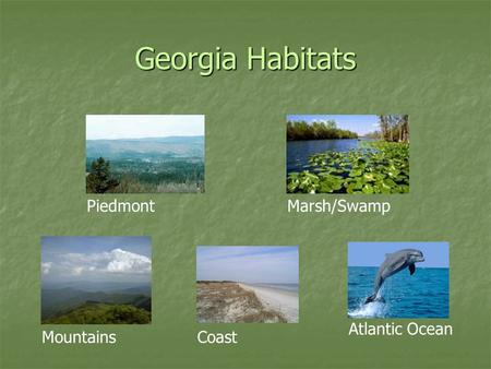 Georgia Habitats Piedmont Marsh/Swamp Atlantic Ocean Mountains Coast.