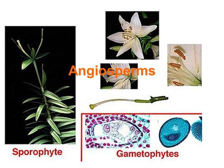 Angiosperms. Angiosperms are flowering plants. They have true roots, stems, leaves and flowers... Angiosperms are more highly evolved that the algae,