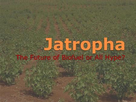 Jatropha. …About the plant Jatropha is a genus of about 175 plants. When people refer to Jatropha as a biofuel they are speaking of Jatropha curcas. It.