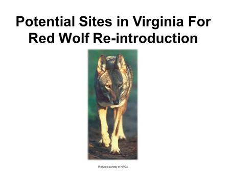 Potential Sites in Virginia For Red Wolf Re-introduction Picture courtesy of NPCA.