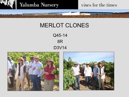 MERLOT CLONES Q45-14 8R D3V14. Background Widely planted in Australia during the mid-late 1990’s and 2000’s across a range of regions and soil types 4.