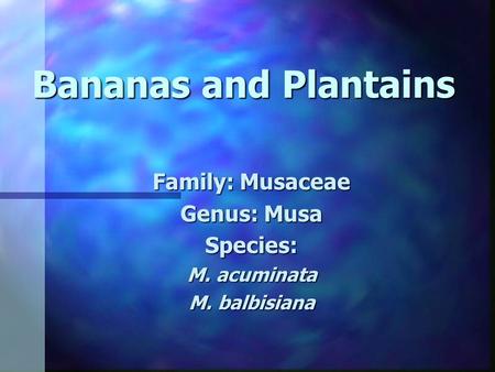 Family: Musaceae Genus: Musa Species: M. acuminata M. balbisiana