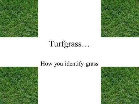 Turfgrass… How you identify grass. Identifying North Carolina lawn grass varieties. There are three regions or zones based on climate –Temperature –Available.