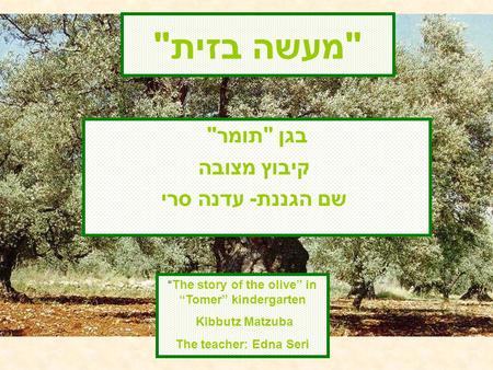 מעשה בזית בגן תומר קיבוץ מצובה שם הגננת- עדנה סרי “The story of the olive” in “Tomer” kindergarten Kibbutz Matzuba The teacher: Edna Seri.