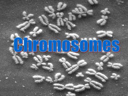 Defined: Tightly coiled DNA Form when cells divide –Chromosomes created for the new cells 2 Parts: –1) Chromatids: two identical parts of a chromosome.