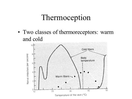 Two classes of thermoreceptors: warm and cold Thermoception.