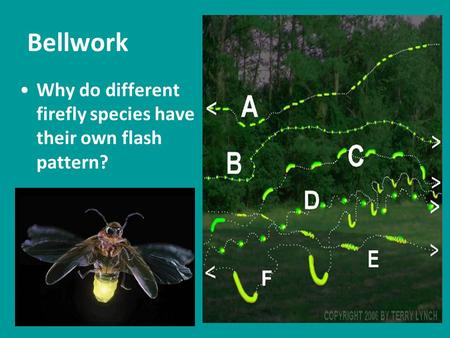 Bellwork Why do different firefly species have their own flash pattern?