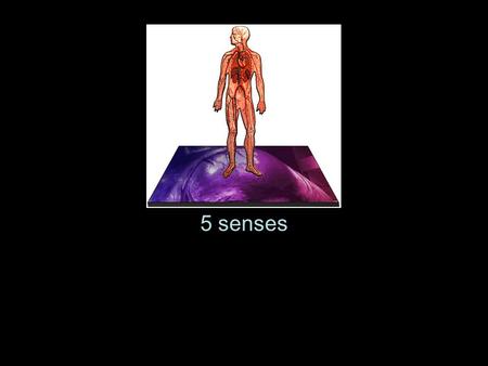 5 senses.
