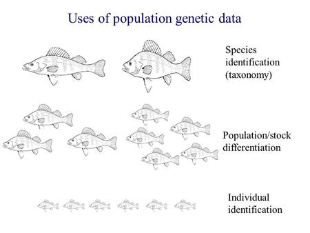 Species identification (taxonomy) Population/stock differentiation Individual identification Uses of population genetic data.