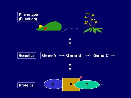 Phenotype (Function) Genetics Gene A Gene B Gene C Proteins A B C P.