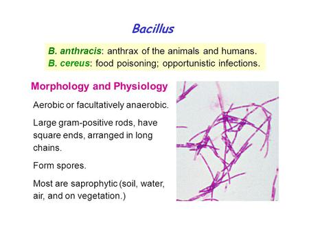 Bacillus Morphology and Physiology