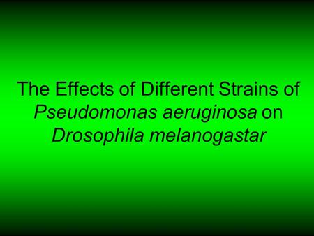 The Effects of Different Strains of Pseudomonas aeruginosa on Drosophila melanogastar.