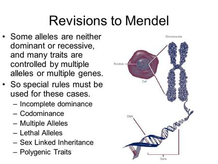 Revisions to Mendel Some alleles are neither dominant or recessive, and many traits are controlled by multiple alleles or multiple genes. So special rules.