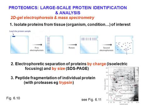 2. Electrophoretic separation of proteins by charge (isoelectric focusing) and by size (SDS-PAGE) 2D-gel electrophoresis & mass spectrometry 3. Peptide.