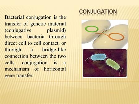 Bacterial conjugation is the transfer of genetic material (conjugative plasmid) between bacteria through direct cell to cell contact, or through a bridge-like.