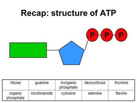 Recap: structure of ATP P P P riboseguanineinorganic phosphate deoxyribosethymine organic phosphate nicotinamidecytosineadenineflavine.