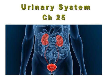 Urinary System Ch 25.