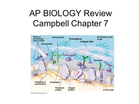 AP BIOLOGY Review Campbell Chapter 7