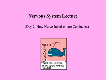 Nervous System Lecture (Day 2: How Nerve Impulses are Conducted)