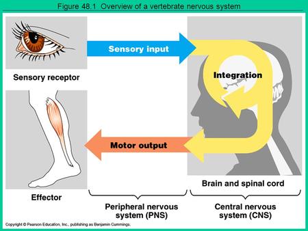 Figure 48.1 Overview of a vertebrate nervous system