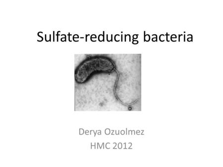 Sulfate-reducing bacteria Derya Ozuolmez HMC 2012.