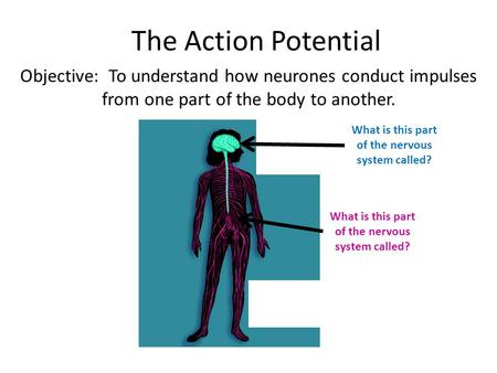 The Action Potential Objective: To understand how neurones conduct impulses from one part of the body to another. What is this part of the nervous system.