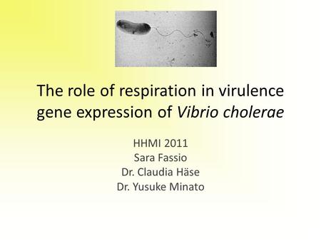 The role of respiration in virulence gene expression of Vibrio cholerae HHMI 2011 Sara Fassio Dr. Claudia Häse Dr. Yusuke Minato.