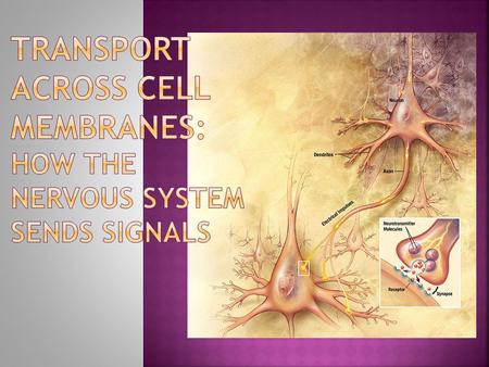  Located in almost all animals  Carries electrical impulses on the specialized cell membrane of the nerve cells  Nerve cells coordinate the opening.