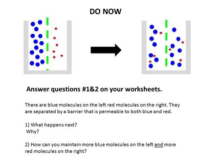 There are blue molecules on the left red molecules on the right. They are separated by a barrier that is permeable to both blue and red. 1) What happens.