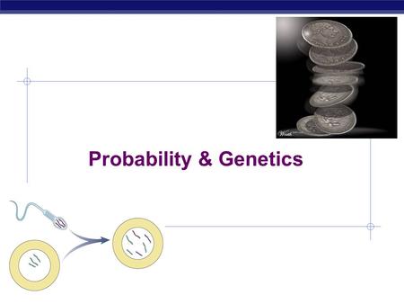 AP Biology Probability & Genetics AP Biology Probability & genetics  Calculating probability of making a specific gamete is just like calculating the.