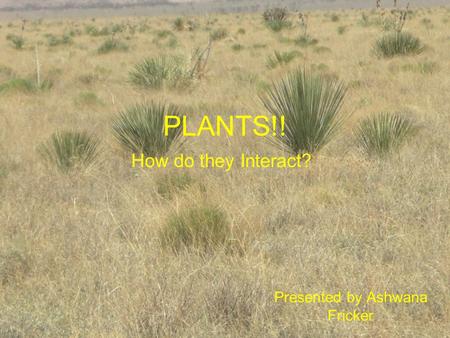 PLANTS!! Presented by Ashwana Fricker How do they Interact?
